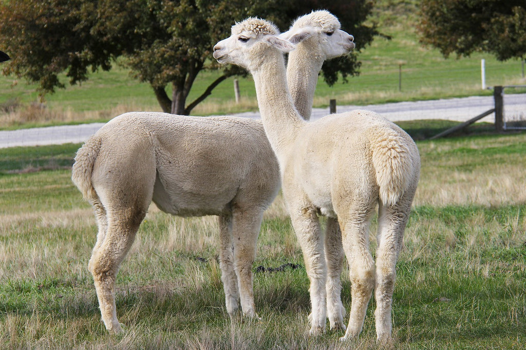 Why Choose Alpaca Socks for Hiking- Top 10 reasons