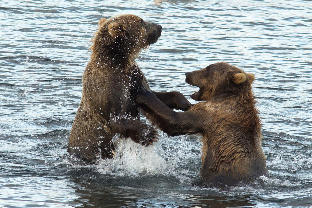Be Bear Aware and Be Safe on Your Next Outdoor Adventure